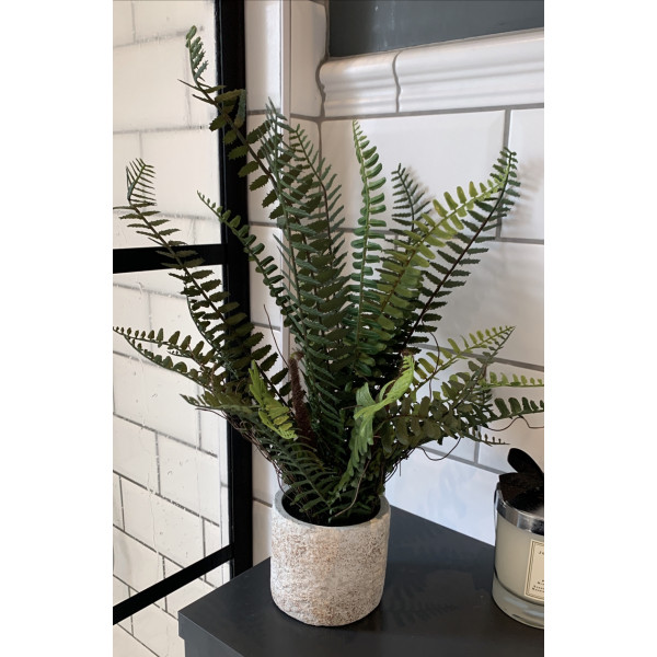 Ornamental Potted Fern Plant 